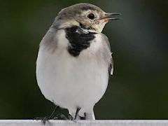 (White Wagtail) singing