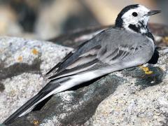 (White Wagtail) profile