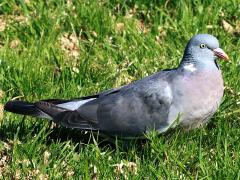 (Common Wood Pigeon) profile