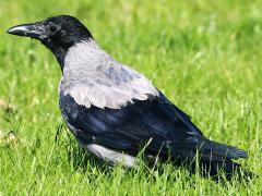 (Hooded Crow) rump