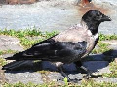 (Hooded Crow) walking