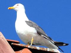 (Lesser Black-backed Gull) standing