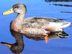 (Mallard) male nonbreeding