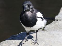 (Eurasian Magpie) bust