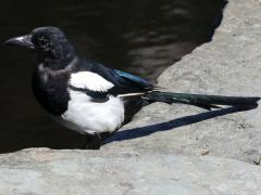 (Eurasian Magpie) profile