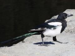 (Eurasian Magpie) walking