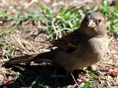 (House Sparrow) female
