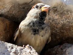 (House Sparrow) male