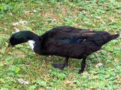 (Domestic Mallard) black swedish