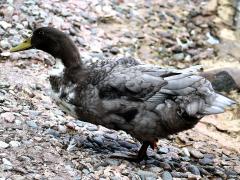(Domestic Mallard) male blue swedish
