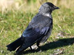 (Eurasian Jackdaw) profile