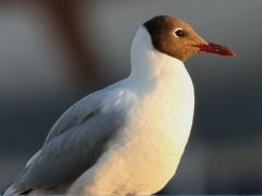 (Black-headed Gull) profile