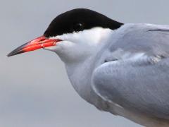 (Common Tern) profile