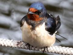 (Barn Swallow) female front