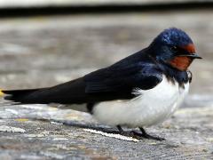(Barn Swallow) female profile