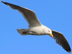 (Herring Gull) gliding