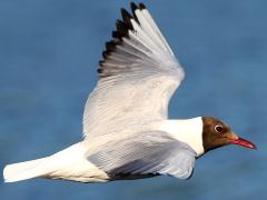 (Black-headed Gull) flying upstroke