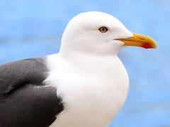 (Lesser Black-backed Gull) head