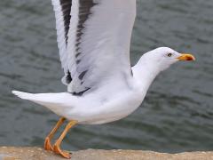 (Lesser Black-backed Gull) liftoff