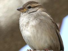 (House Sparrow) female