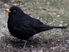 (Eurasian Blackbird) standing