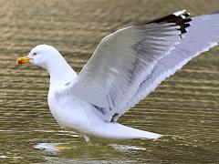 (Yellow-legged Gull) flaps