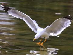(Yellow-legged Gull) landing