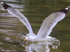 (Yellow-legged Gull) splashdown