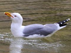 (Yellow-legged Gull) swimming