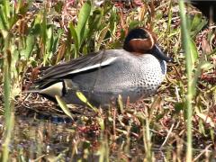 (Green-winged Teal) male sitting