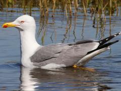 (Yellow-legged Gull) profile