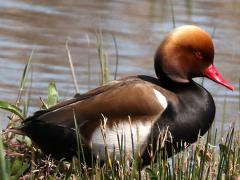 (Red-crested Pochard) male sitting