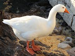 (Domestic Greylag Goose) Emden