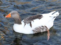 (Domestic Greylag Goose) swimming