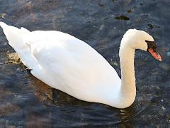 (Mute Swan) swimming