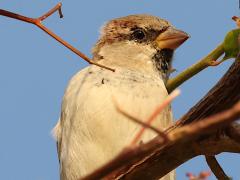 (House Sparrow) juvenile male