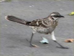 (Long-tailed Mockingbird) walking