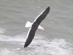 (Kelp Gull) glides
