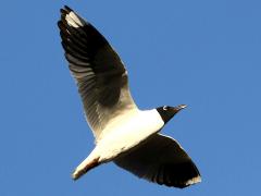 (Andean Gull) flying