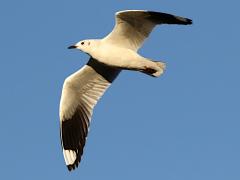 (Andean Gull) juvenile cruising