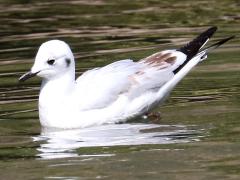 (Andean Gull) juvenile dip