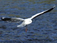 (Andean Gull) juvenile landing