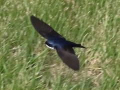 (Blue-and-White Swallow) flight dorsal