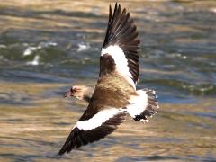 (Andean Lapwing) flying