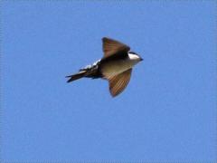 (Blue-and-White Swallow) flight