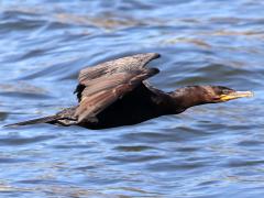 (Neotropic Cormorant) skimming