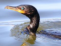 (Neotropic Cormorant) swimming