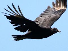 (Black Vulture) soaring