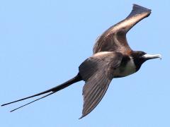 (Magnificent Frigatebird) female hovering