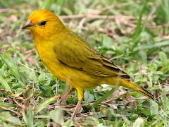 (Saffron Finch) standing
